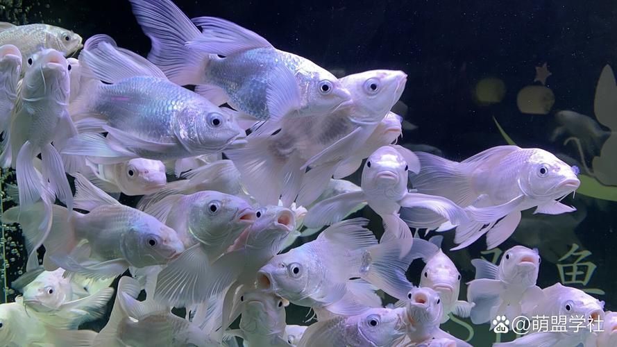 貴州龍魚的市場價格，貴州龍魚品種價格對比表，貴州龍魚價格親民，初學(xué)者常見選擇 貴州龍魚的市場價格，貴州龍魚品種價格對比表，貴州龍魚價格親民，初學(xué)者常見選擇 龍魚百科 第8張