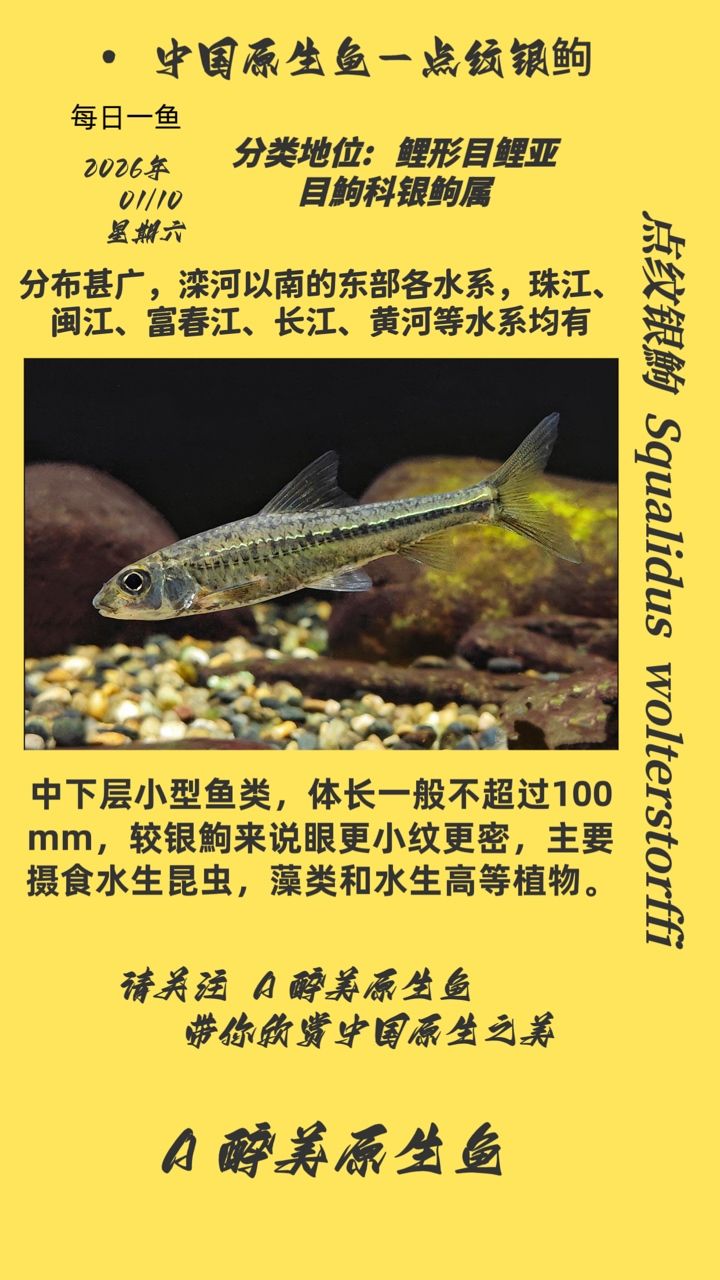 點紋銀，點紋銀是一種在古代中國廣泛使用的裝飾材料，特別是在青銅器、玉器和陶瓷上