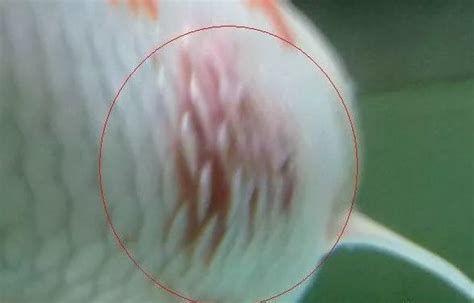 雷龍魚鰭充血最簡單三個過程，雷龍魚鰭充血的三個基本過程