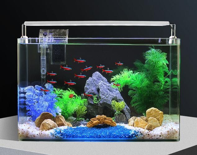 能否提供福龍魚最佳飼養環境的圖片，福龍魚最佳飼養環境