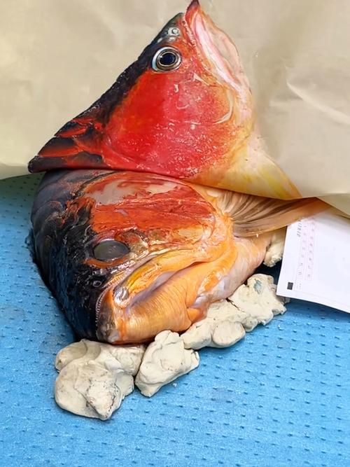 能否提供福龍魚最佳飼養環境的圖片，福龍魚最佳飼養環境