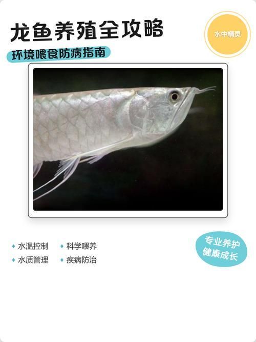 能否提供福龍魚最佳飼養環境的圖片，福龍魚最佳飼養環境