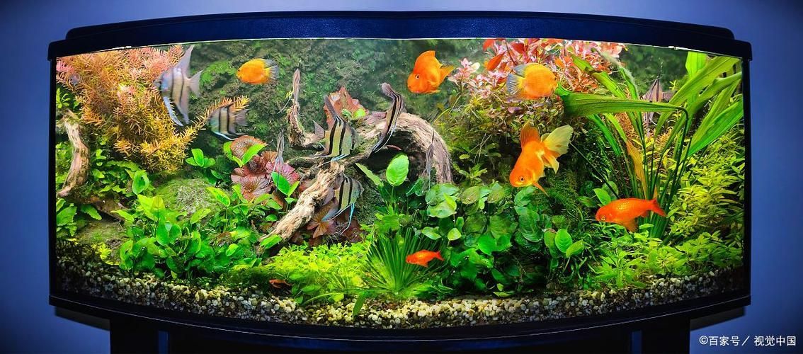 能否提供福龍魚最佳飼養環境的圖片，福龍魚最佳飼養環境