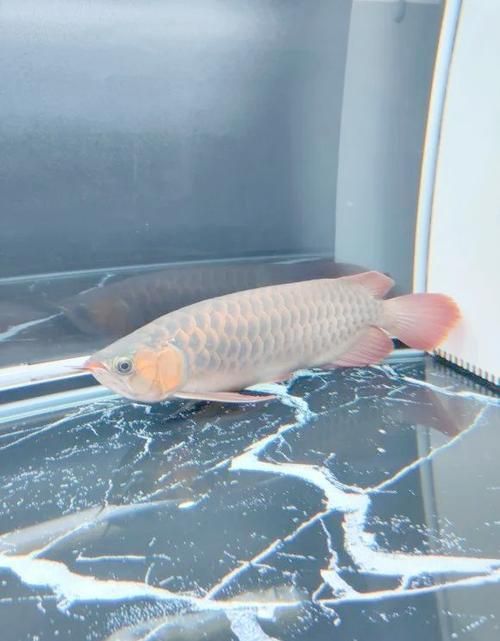 能否提供福龍魚最佳飼養環境的圖片，福龍魚最佳飼養環境