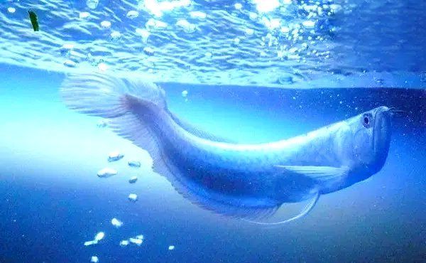 龍魚一周應該喂幾次？，關于龍魚一周喂幾次的問題，龍魚一周喂幾次最合適