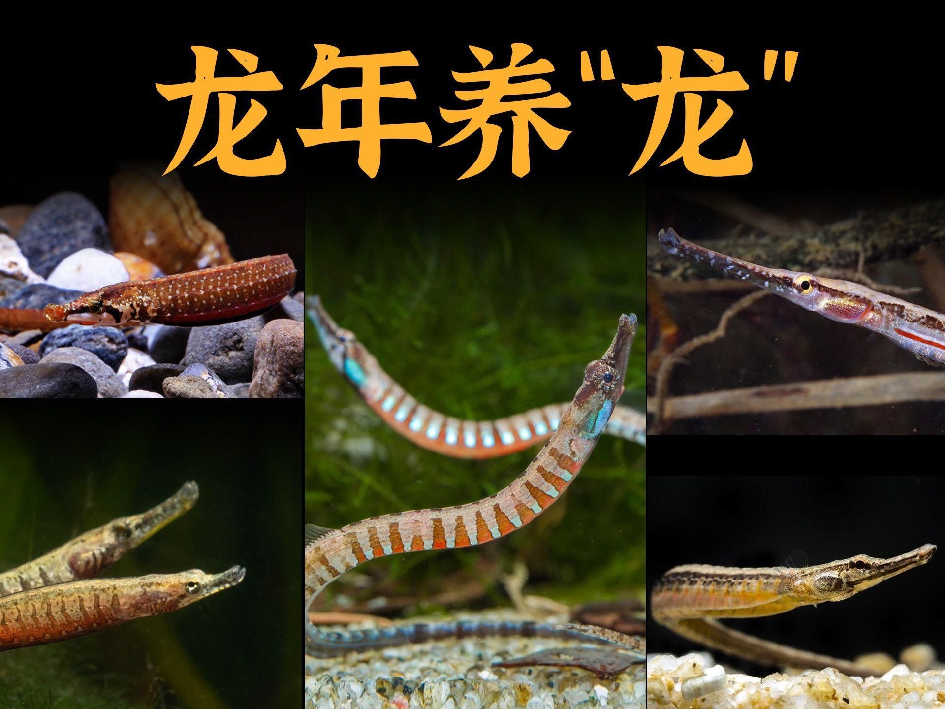 如何確定龍魚混養的最佳比例，龍魚混養伙伴大盤點|這些魚種超省心小魚兒