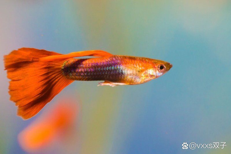 孔雀魚夜間喂食有哪些誤區(qū)，孔雀魚夜間喂食對(duì)孔雀魚有哪些致命誤區(qū)必須避免