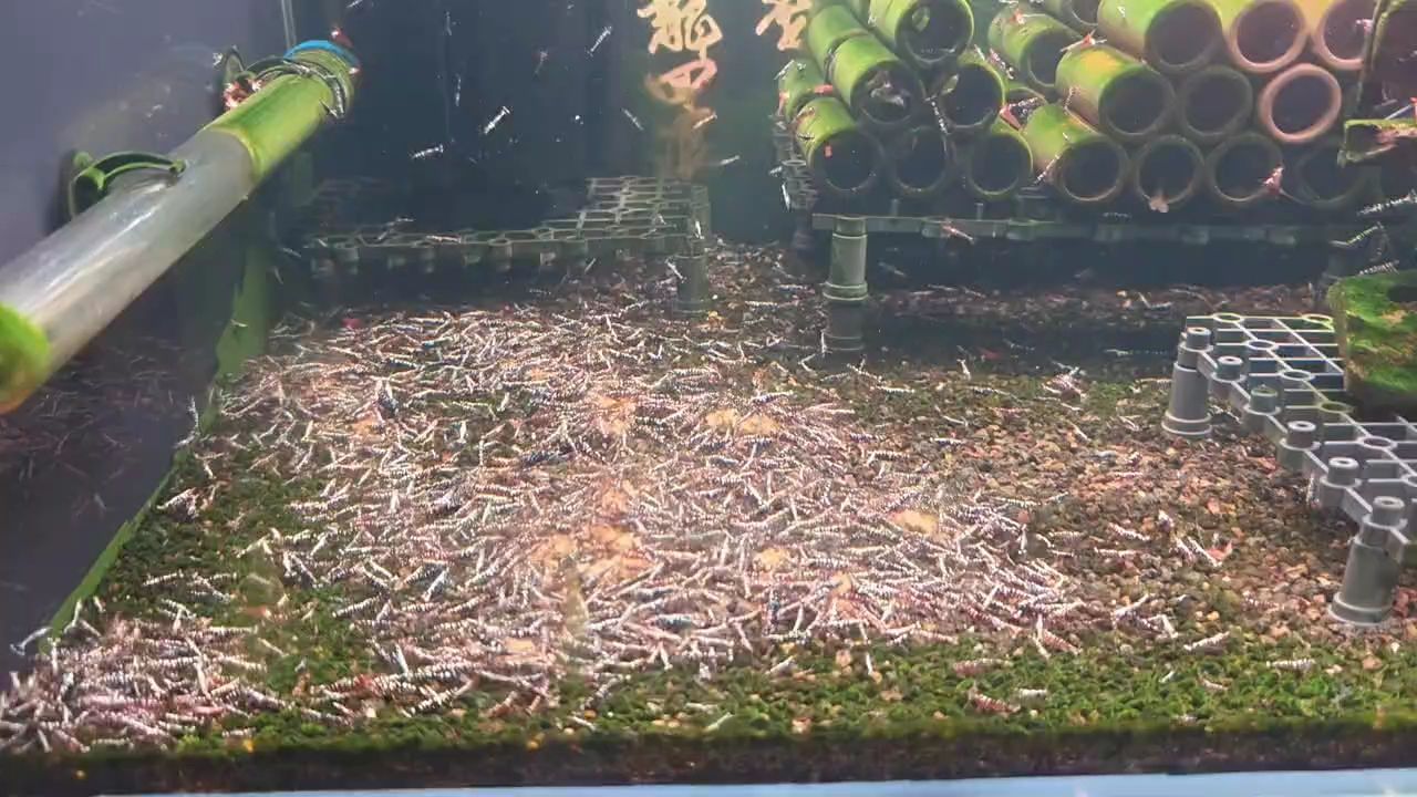 蘇蝦奶牛，傳統奶牛養殖與現代水產養殖技術的創新型農業模式