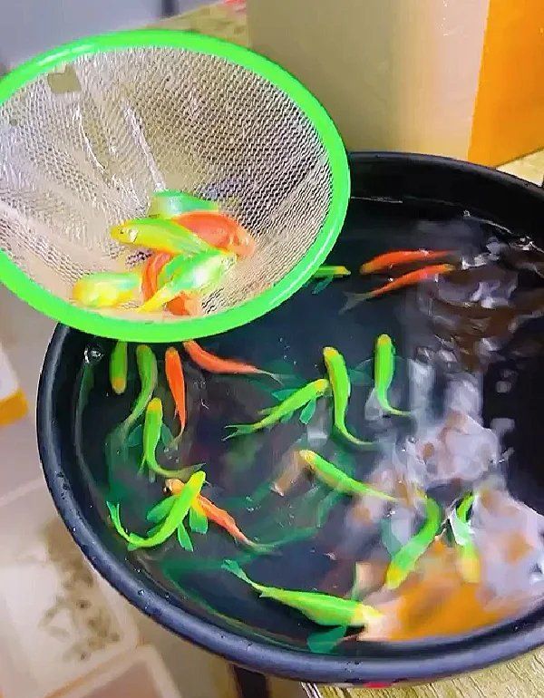 斑馬魚繁殖期如何飼養，斑馬魚繁殖期水質如何保持清潔