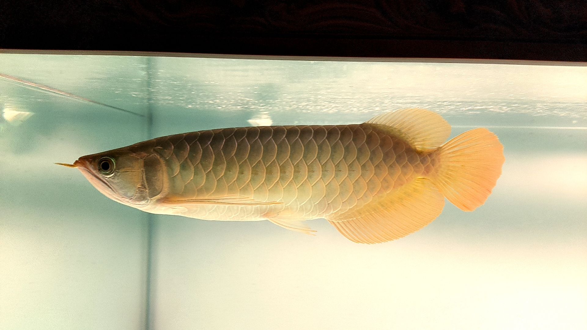 發(fā)一下斯巴沃亞成魚的日常，北京老寧評論：巴沃亞成魚的適應(yīng)性強(qiáng)，能夠在多變的環(huán)境中生存