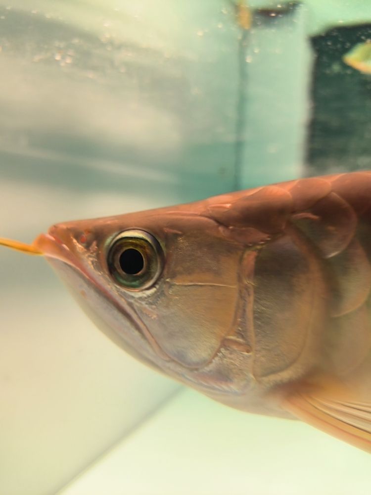 發(fā)一下斯巴沃亞成魚的日常，北京老寧評論：巴沃亞成魚的適應(yīng)性強，能夠在多變的環(huán)境中生存