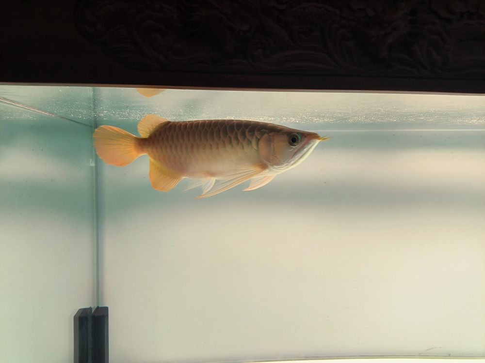 發(fā)一下斯巴沃亞成魚的日常，北京老寧評論：巴沃亞成魚的適應(yīng)性強，能夠在多變的環(huán)境中生存