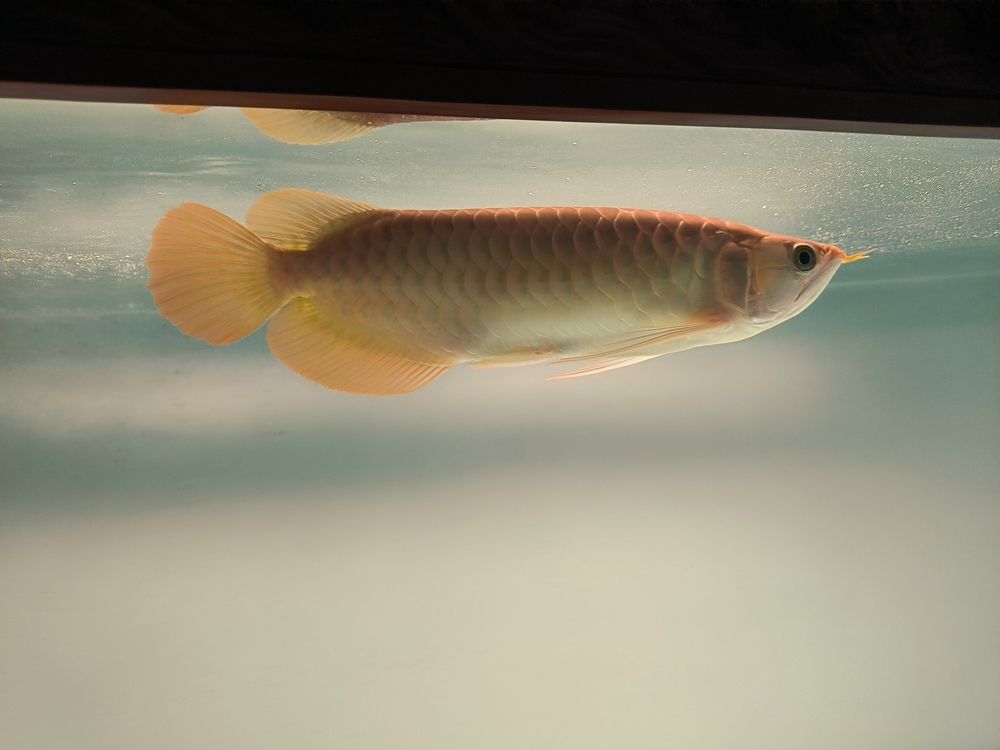 發(fā)一下斯巴沃亞成魚的日常，北京老寧評論：巴沃亞成魚的適應(yīng)性強，能夠在多變的環(huán)境中生存