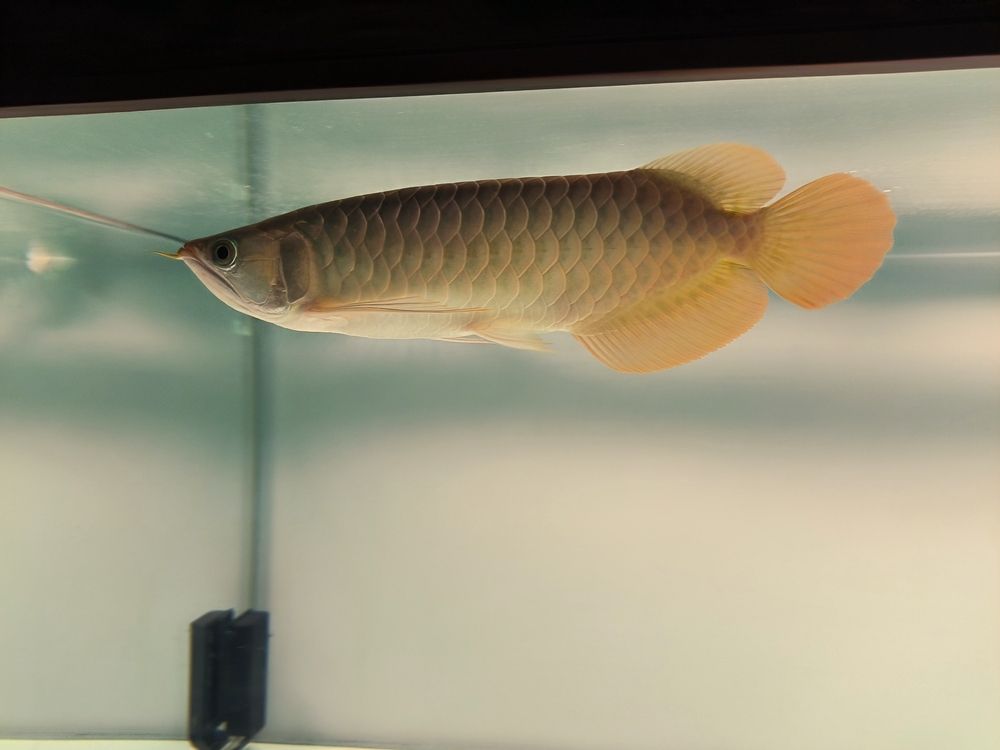 發(fā)一下斯巴沃亞成魚的日常，北京老寧評論：巴沃亞成魚的適應(yīng)性強，能夠在多變的環(huán)境中生存