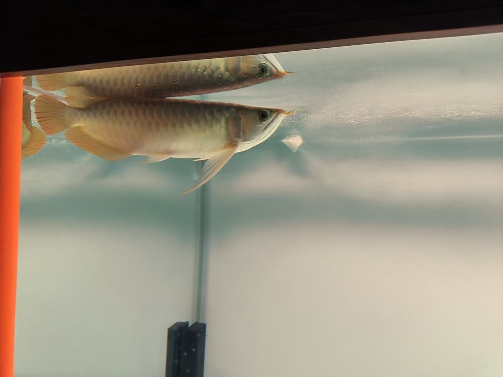 發(fā)一下斯巴沃亞成魚的日常，北京老寧評論：巴沃亞成魚的適應(yīng)性強，能夠在多變的環(huán)境中生存