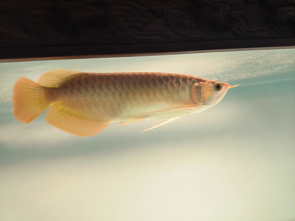 發(fā)一下斯巴沃亞成魚的日常，北京老寧評論：巴沃亞成魚的適應(yīng)性強，能夠在多變的環(huán)境中生存