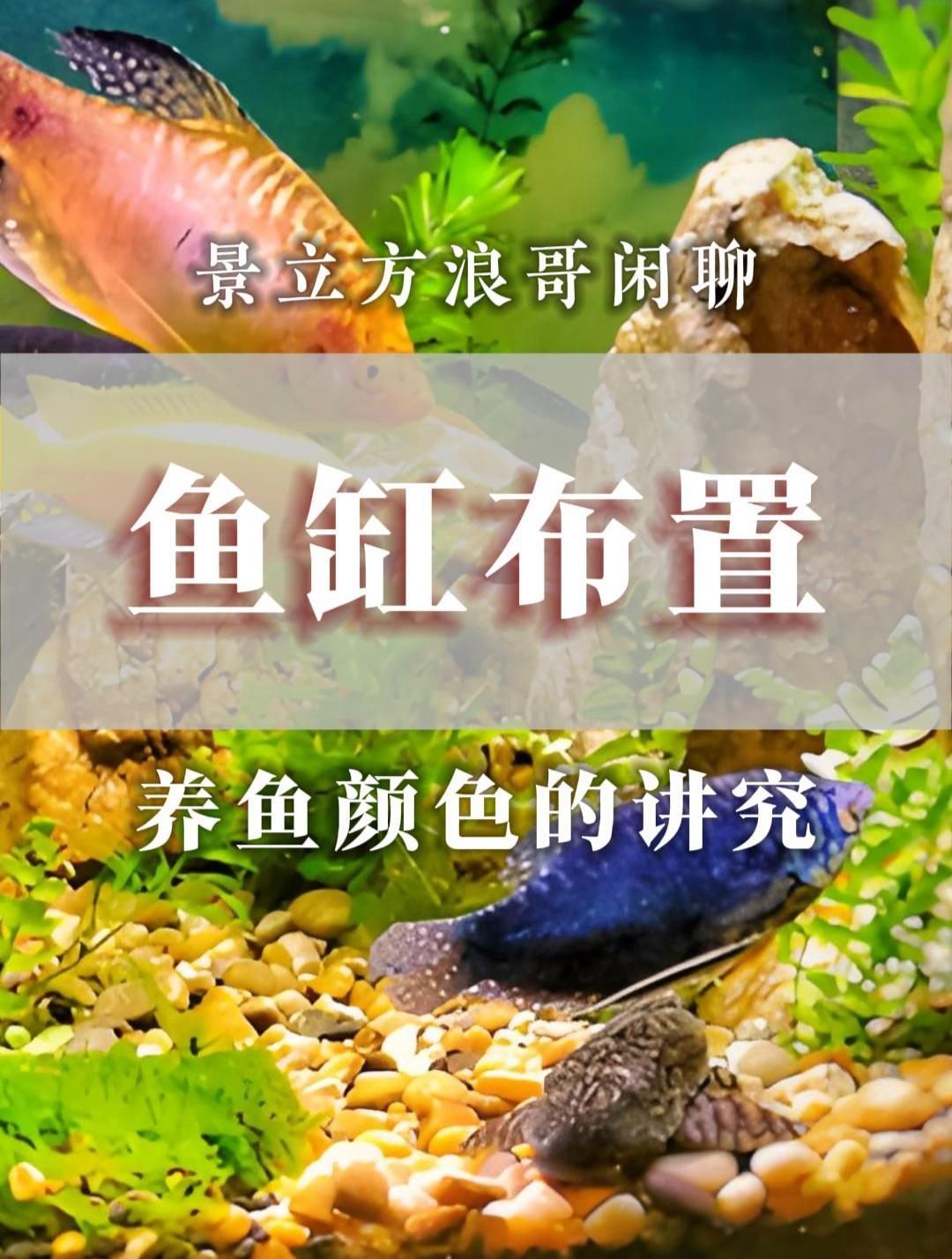 如何根據五行選擇風水魚，風水魚擺放有哪些禁忌