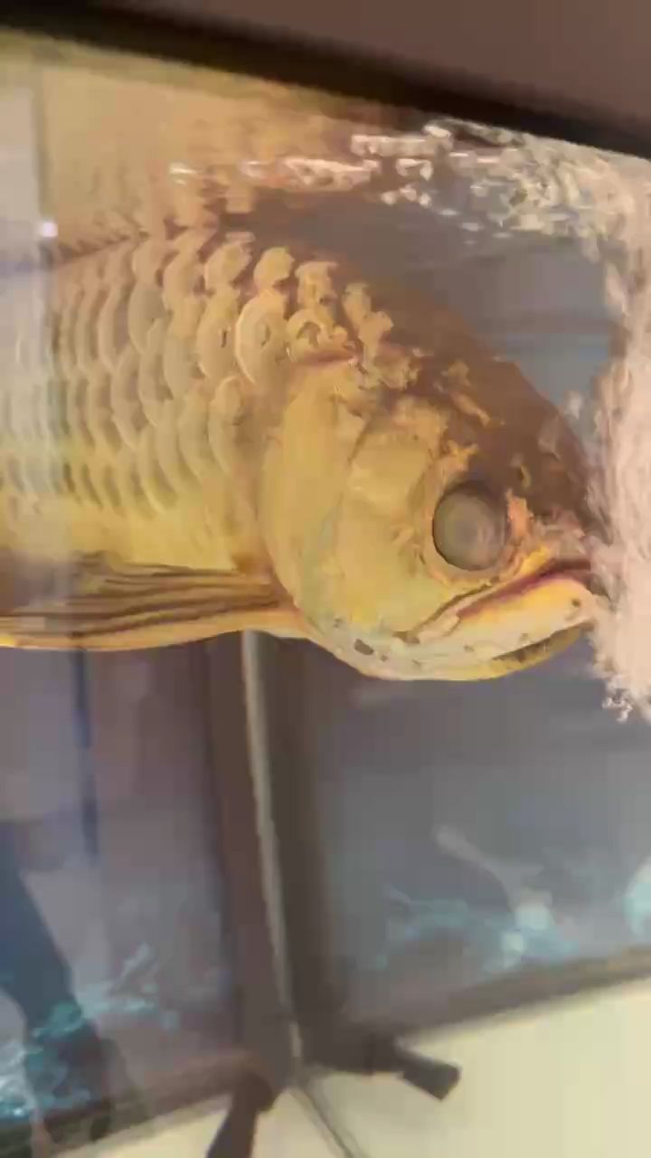 請教一下。金龍蒙眼后這種情況是怎么回事？，愛魚玩水族_養魚咨詢：金龍眼睛被遮擋或隱藏起來