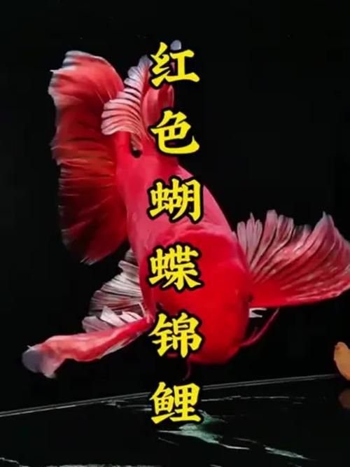 紅色的魚有哪幾種圖片，紅色觀賞魚的飼養指南，幫你快速上手養出一缸紅紅火火的魚景