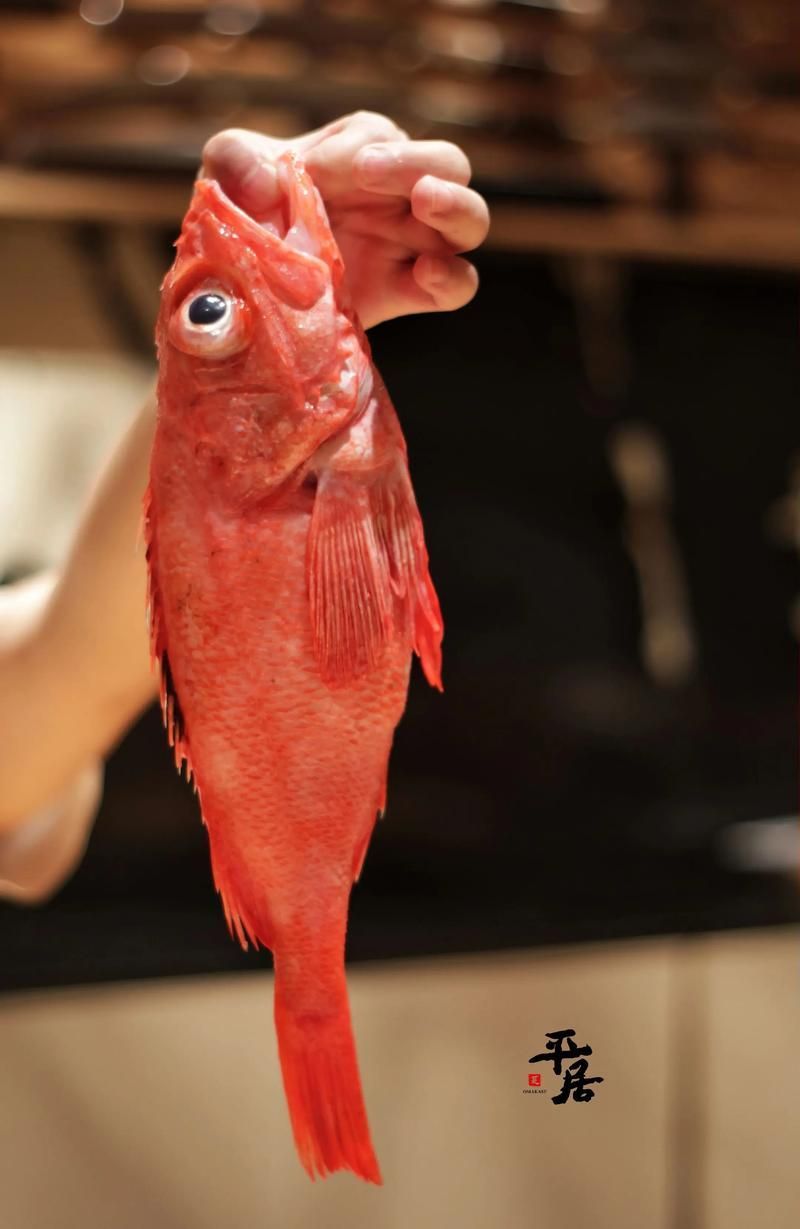 紅色的魚有哪幾種圖片，紅色觀賞魚的飼養指南，幫你快速上手養出一缸紅紅火火的魚景