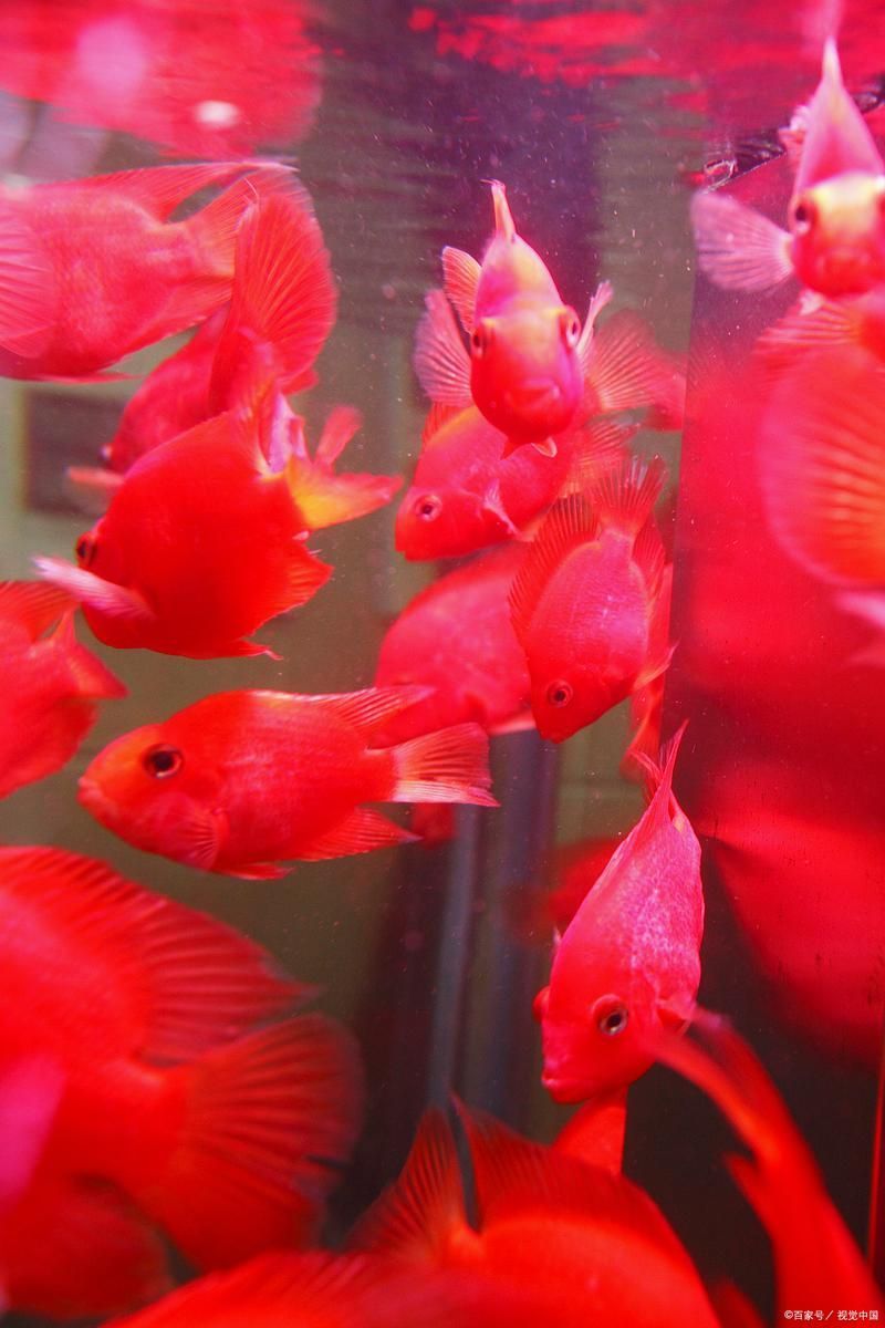 紅色的魚有哪幾種圖片，紅色觀賞魚的飼養指南，幫你快速上手養出一缸紅紅火火的魚景