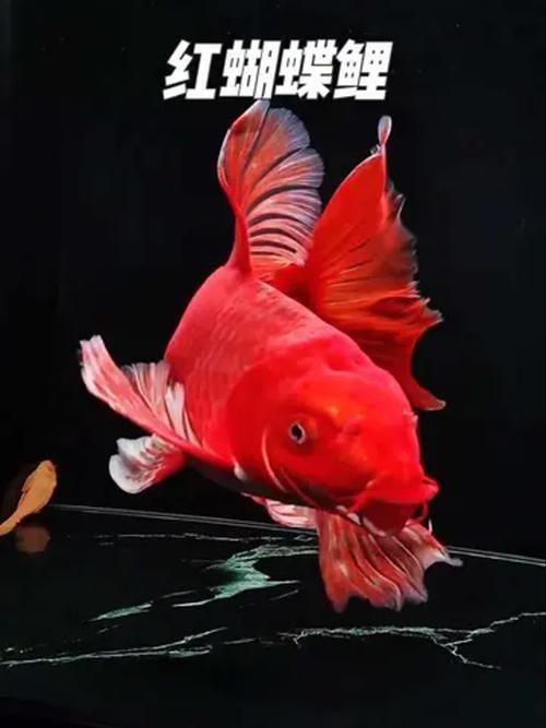 紅色的魚有哪幾種圖片，紅色觀賞魚的飼養指南，幫你快速上手養出一缸紅紅火火的魚景