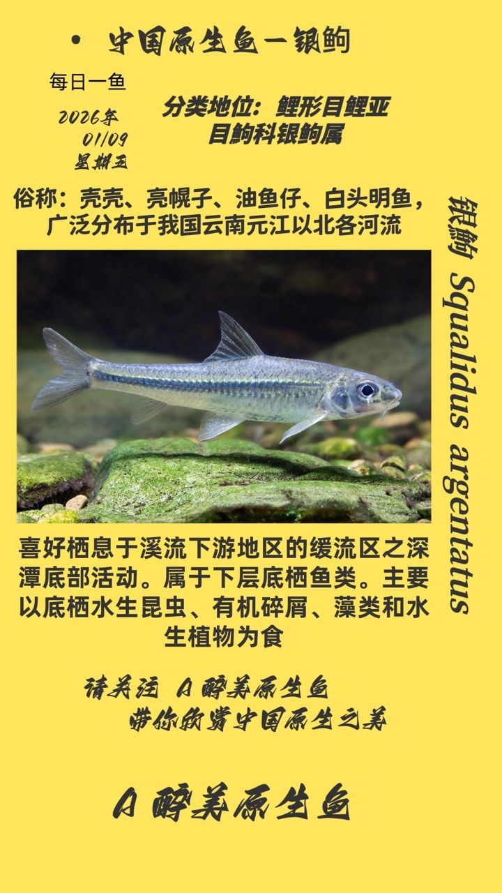 銀鮈，銀[需手動填充]是一種生活在淡水中的小型魚類