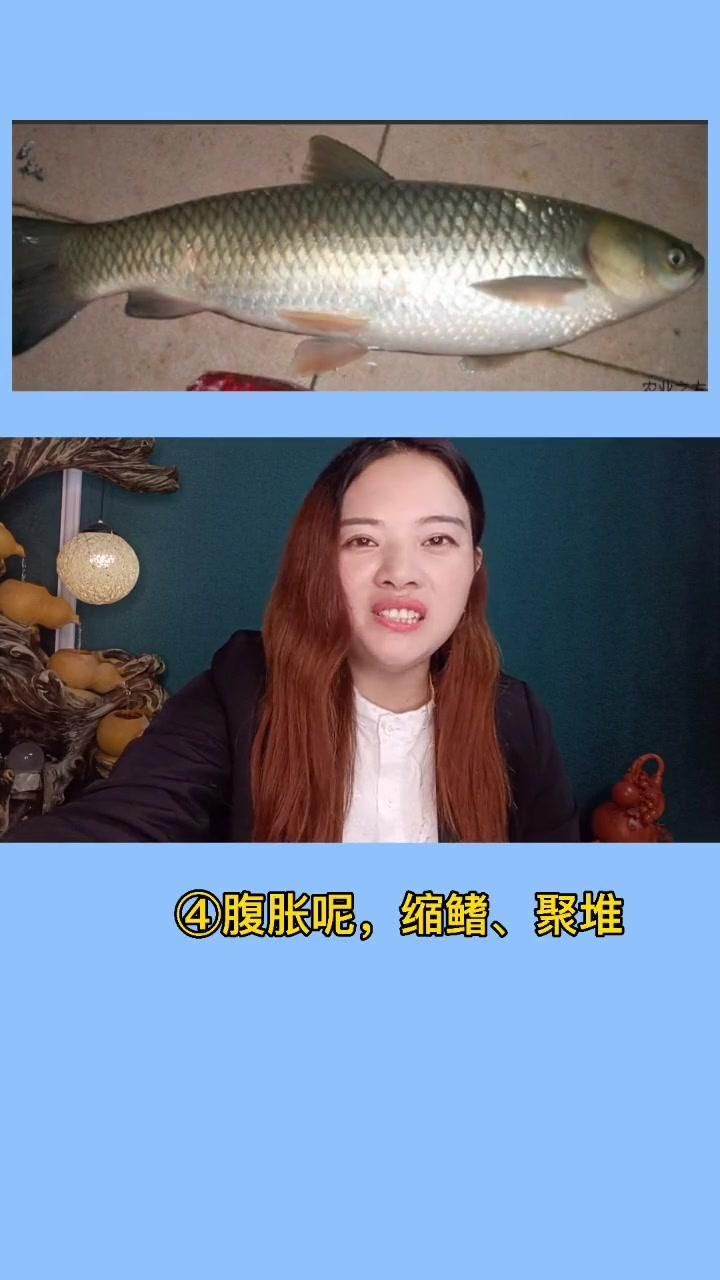 魚得了腸炎的表現，如何判斷錦鯉有腸炎呢