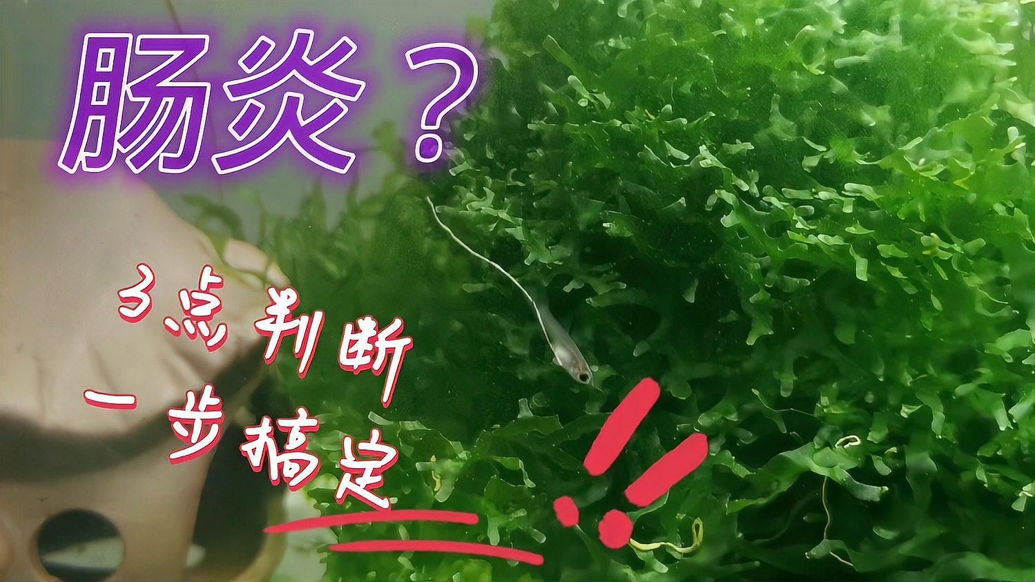魚得了腸炎的表現，如何判斷錦鯉有腸炎呢