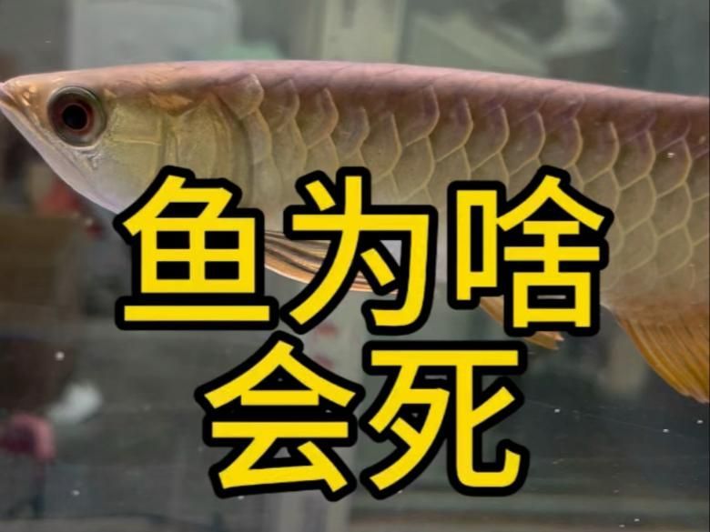魚死了是替主人擋災(zāi)嗎，“魚死了是替主人擋災(zāi)嗎”探討了