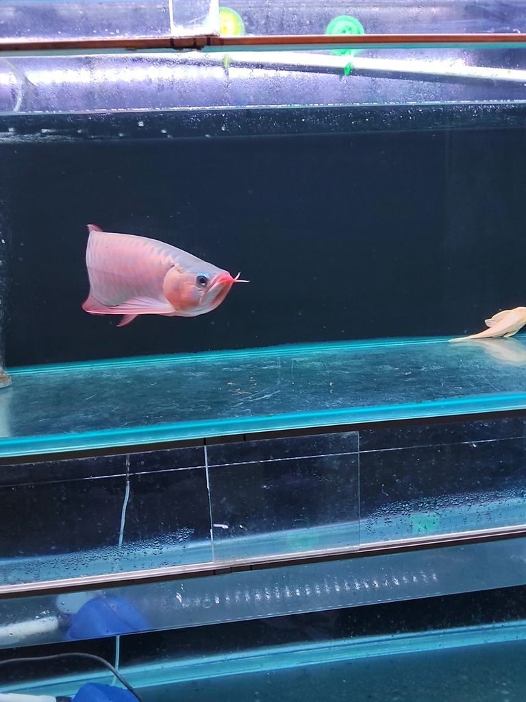 天津濱海新區轉40公分精品紅龍，僅自提，天津濱海新區轉40公分精品紅龍