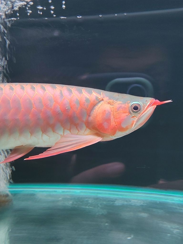 天津濱海新區轉40公分精品紅龍，僅自提，天津濱海新區轉40公分精品紅龍