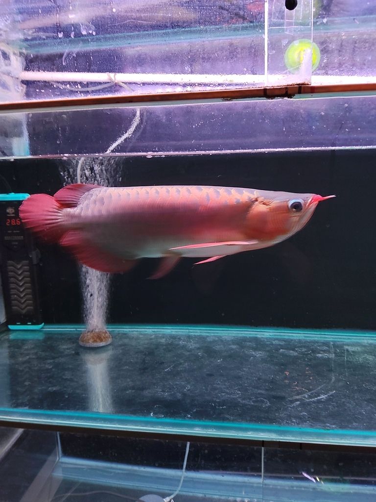 天津濱海新區轉40公分精品紅龍，僅自提，天津濱海新區轉40公分精品紅龍