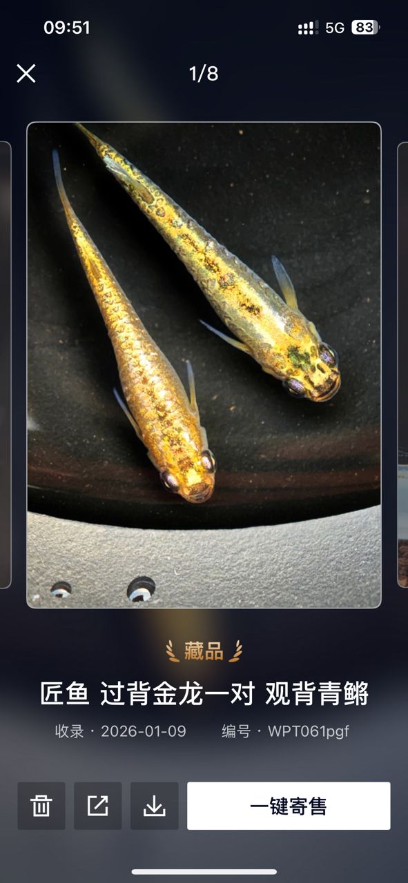 小型廣溫魚觀背青鳉，廣溫魚觀背青鳉新品種
