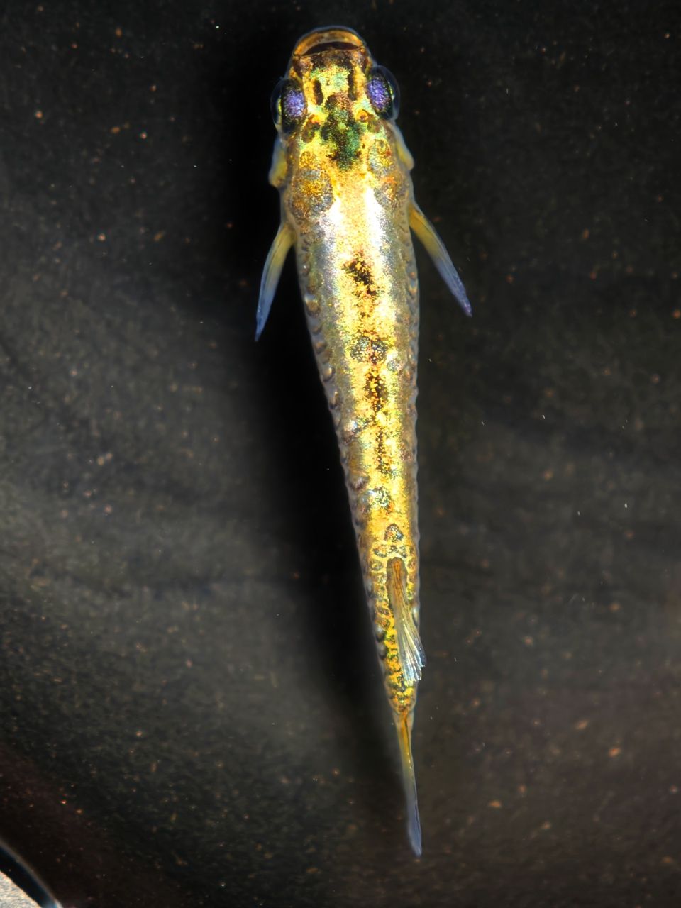 小型廣溫魚觀背青鳉，廣溫魚觀背青鳉新品種
