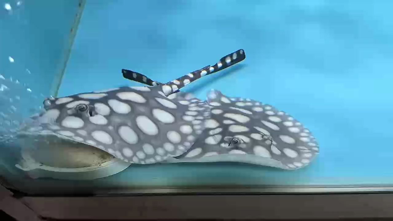 偏愛皇冠黑白的純粹，簡簡單單的黑白，簡簡單單的美，偏愛皇冠黑白的純粹