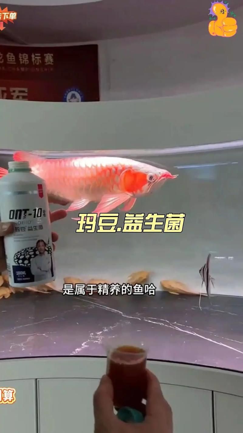 龍魚拒食時應該如何調整喂食？，arxiv論文助手arxiv論文助手arxiv論文助手