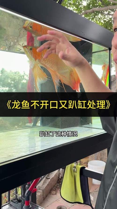 龍魚拒食時應該如何調整喂食？，arxiv論文助手arxiv論文助手arxiv論文助手