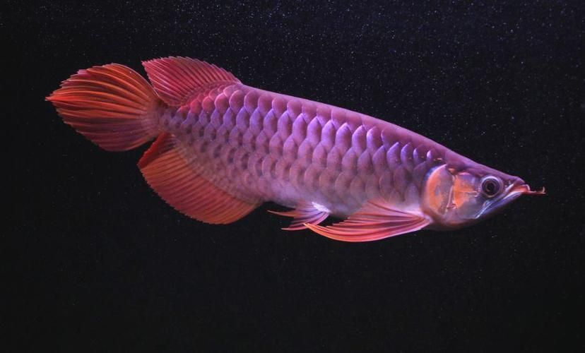 龍魚拒食時應該如何調整喂食？，arxiv論文助手arxiv論文助手arxiv論文助手