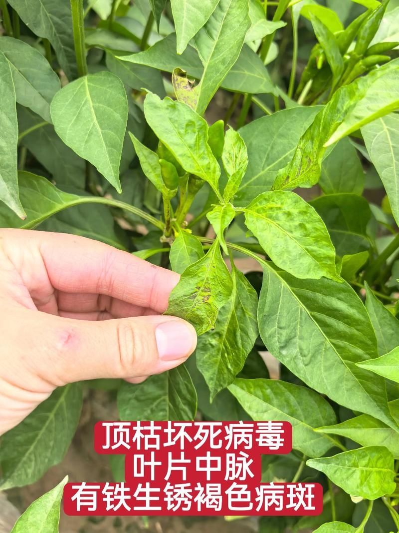 紅龍辣椒有哪些常見病害，紅龍辣椒病害防治