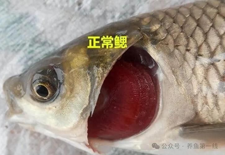 如何判斷魚類是否感染爛鰓病，富媒體組件查詢魚類爛鰓病完整科學信息整理完整科學信息 如何判斷魚類是否感染爛鰓病，富媒體組件查詢魚類爛鰓病完整科學信息整理完整科學信息 龍魚百科 第2張