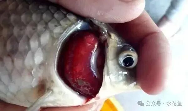 如何判斷魚類是否感染爛鰓病，富媒體組件查詢魚類爛鰓病完整科學信息整理完整科學信息 如何判斷魚類是否感染爛鰓病，富媒體組件查詢魚類爛鰓病完整科學信息整理完整科學信息 龍魚百科 第8張