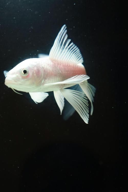 給我一些鑒別龍鳳魚品質(zhì)的圖片，如何鑒別龍鳳魚品質(zhì)