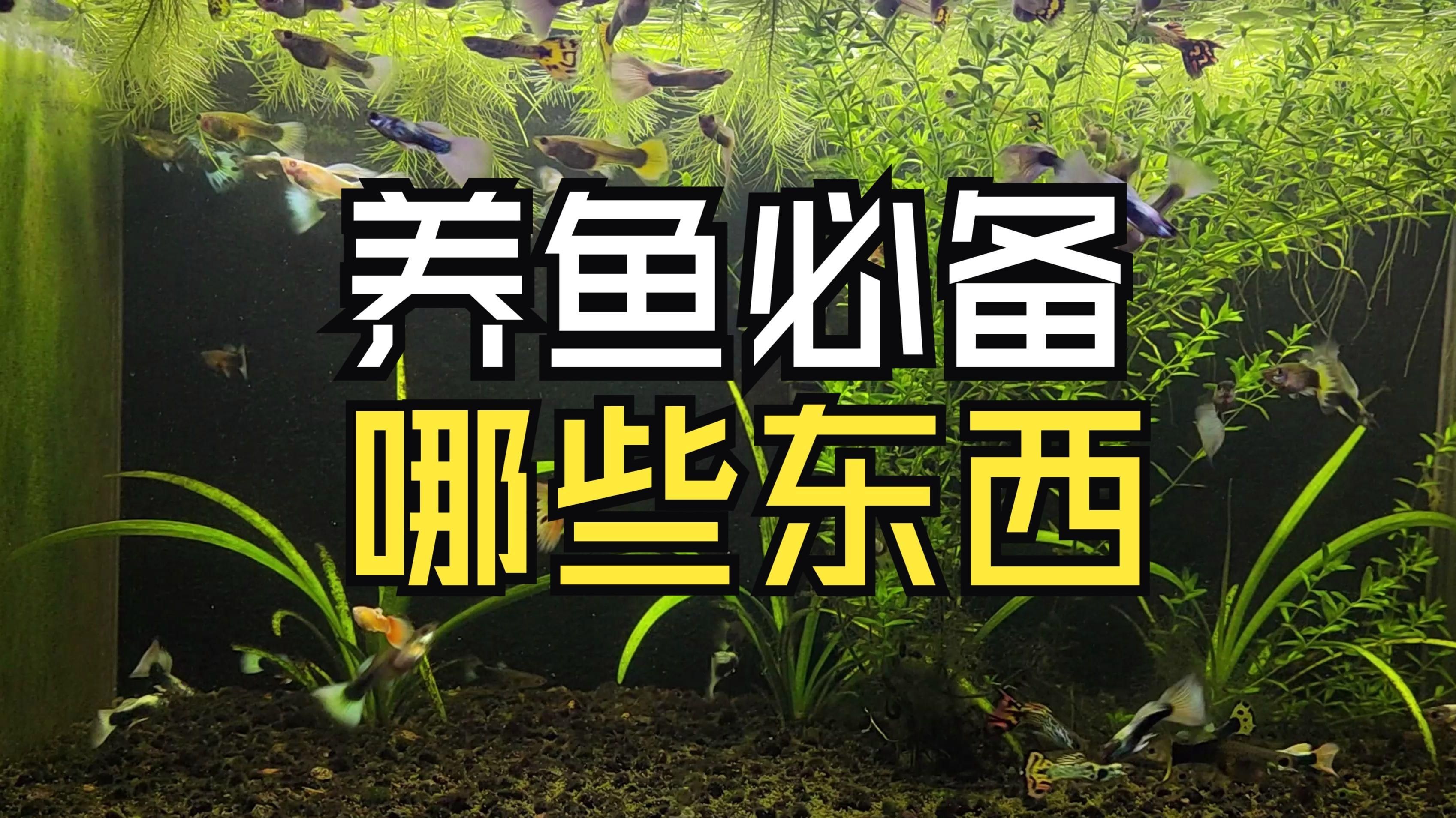 養魚需要哪些基本設備，養魚新手養魚必備清單+避坑指南 養魚需要哪些基本設備，養魚新手養魚必備清單+避坑指南 龍魚百科 第4張