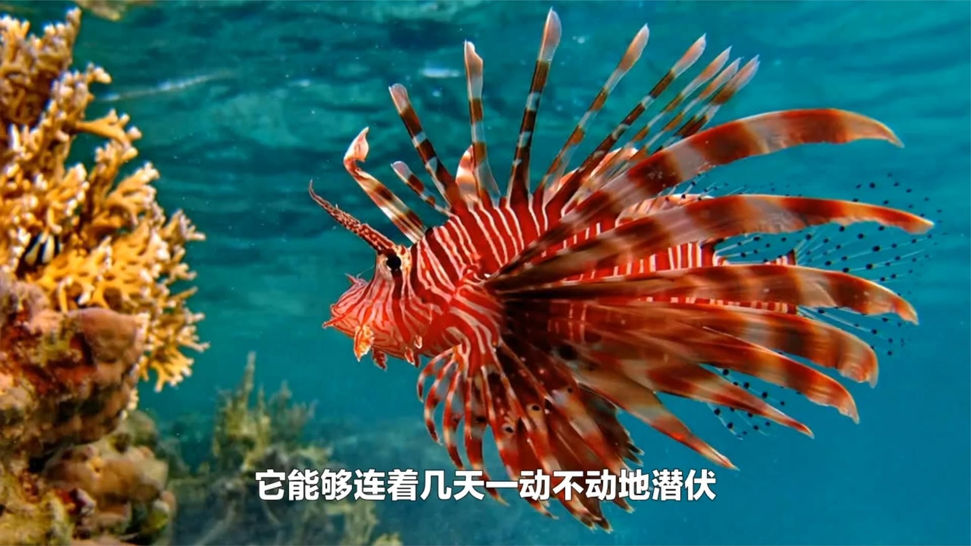 哪些海魚刺傷風險最大，如何預防海魚刺傷，被海魚刺傷后如何急救