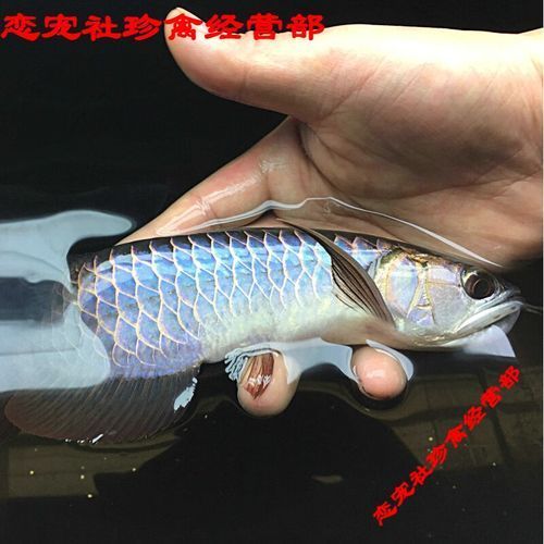 觀賞金龍魚價格多少錢一條，觀賞金龍魚的價格受品種、體型、品相、血統和市場供需等因素影響