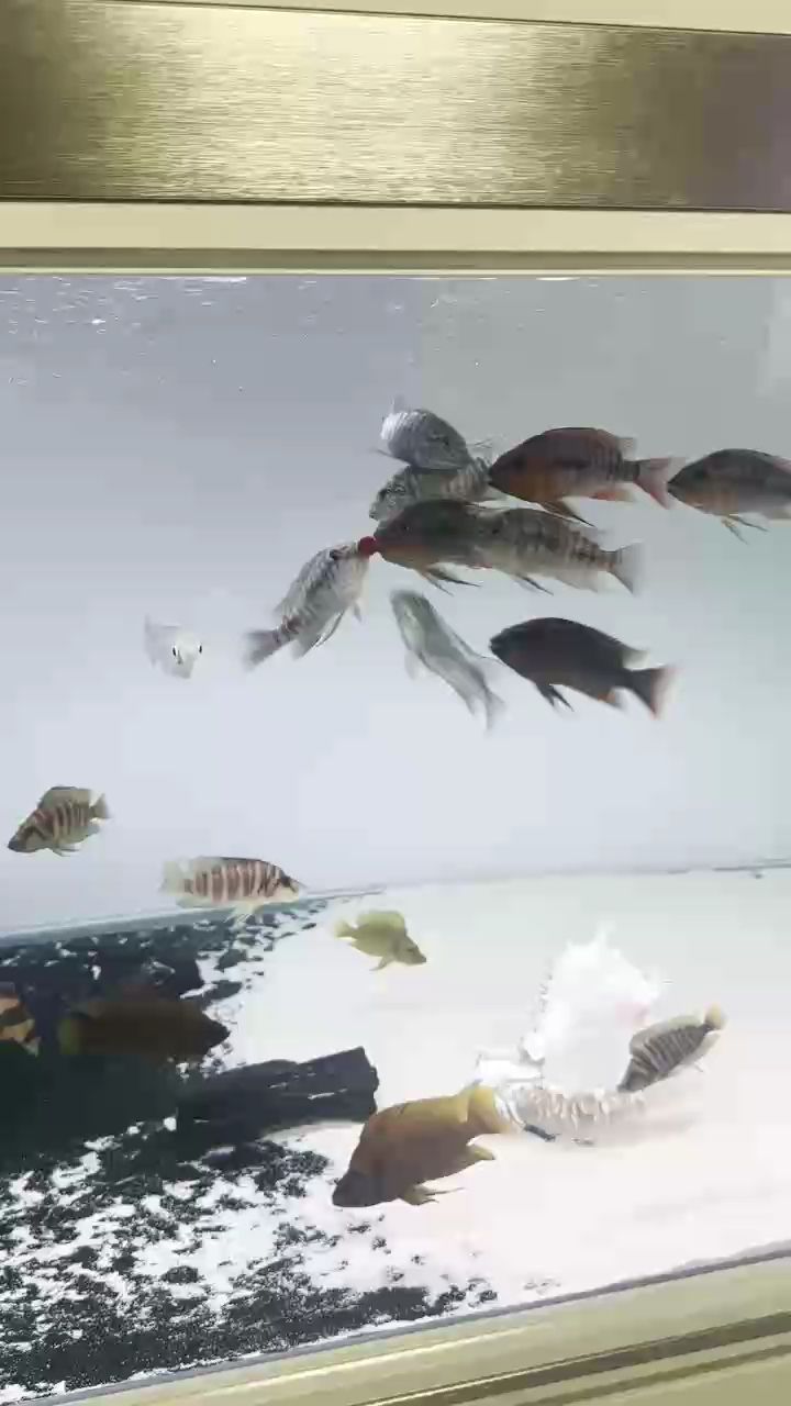 三湖，三湖的發展趨勢 三湖，三湖的發展趨勢 龍魚論壇