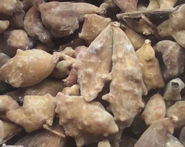 有哪些中藥可以治療龍魚外寄生蟲，中藥治療龍魚外寄生蟲并需要1000字說明和配圖
