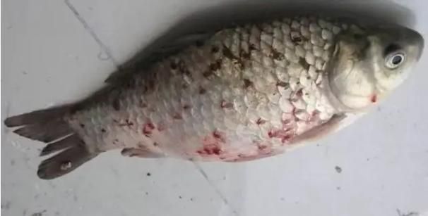 有哪些中藥可以治療龍魚外寄生蟲，中藥治療龍魚外寄生蟲并需要1000字說明和配圖