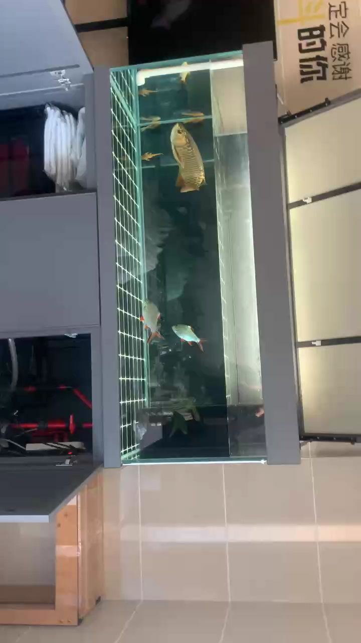 金龍換水，金龍換水，家居風(fēng)水的重要性